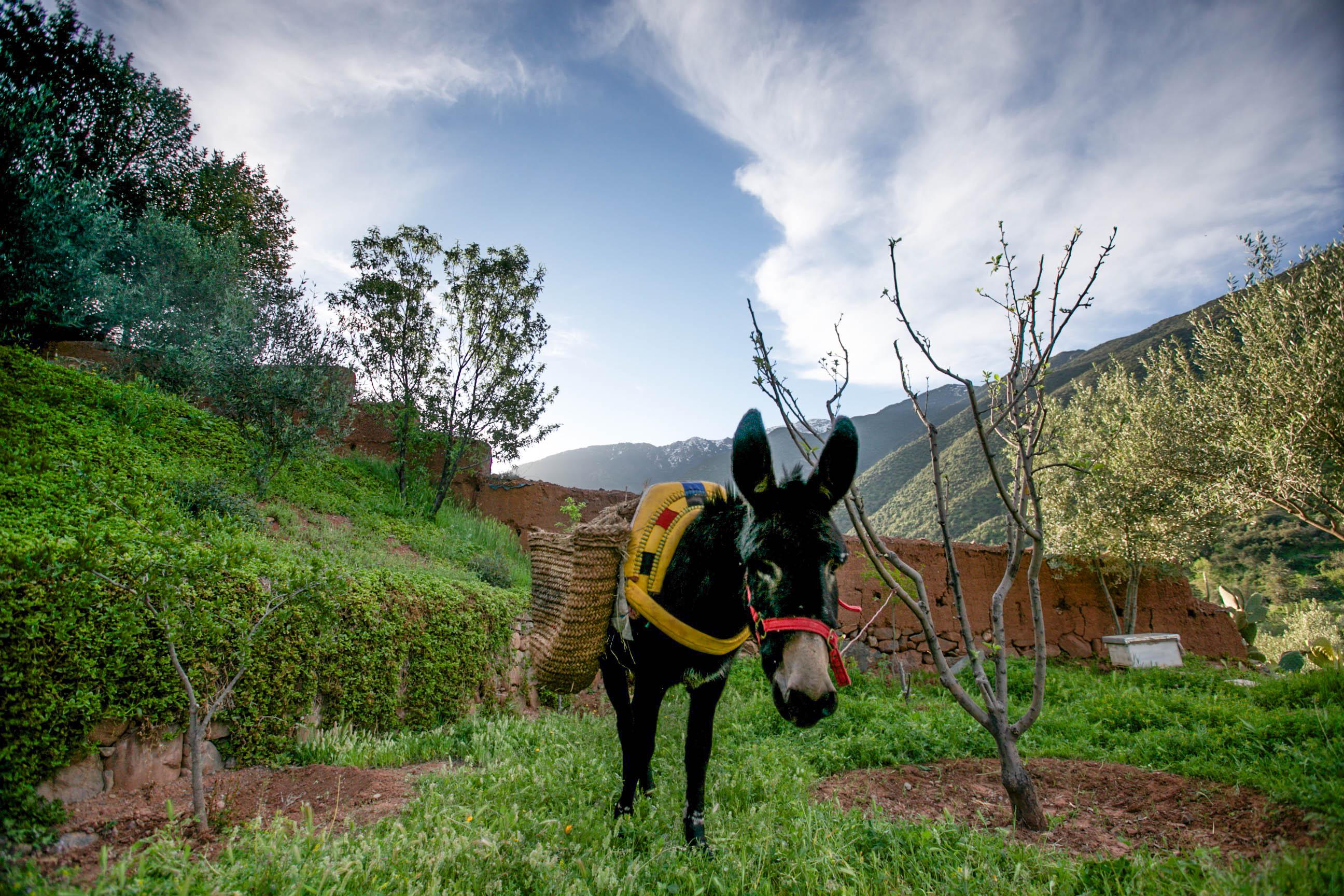 Kasbah Africa Bed and Breakfast Ouirgane Εξωτερικό φωτογραφία